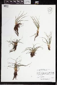 Isoetes echinospora image