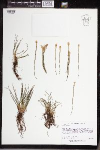 Isoetes lacustris image