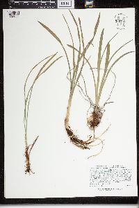 Zigadenus elegans image