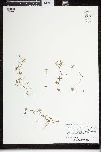 Ranunculus gmelinii image