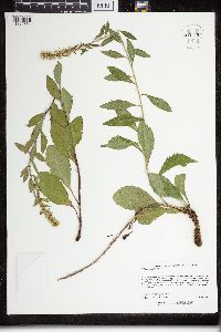 Solidago sciaphila image