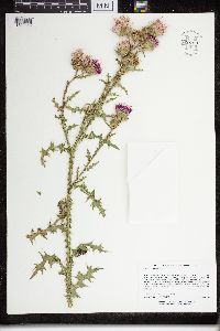 Carduus acanthoides image
