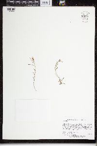 Arabidopsis lyrata image