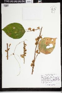 Cuscuta gronovii image