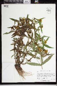 Bidens cernua image