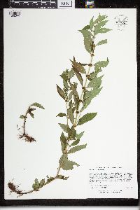 Lycopus uniflorus image