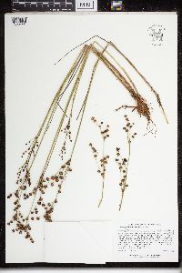 Juncus x gracilescens image