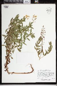 Lysimachia terrestris image