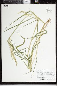 Leersia oryzoides image