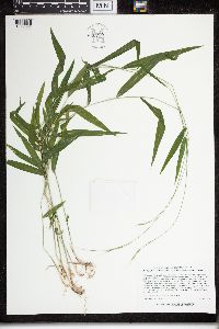 Brachyelytrum aristosum image