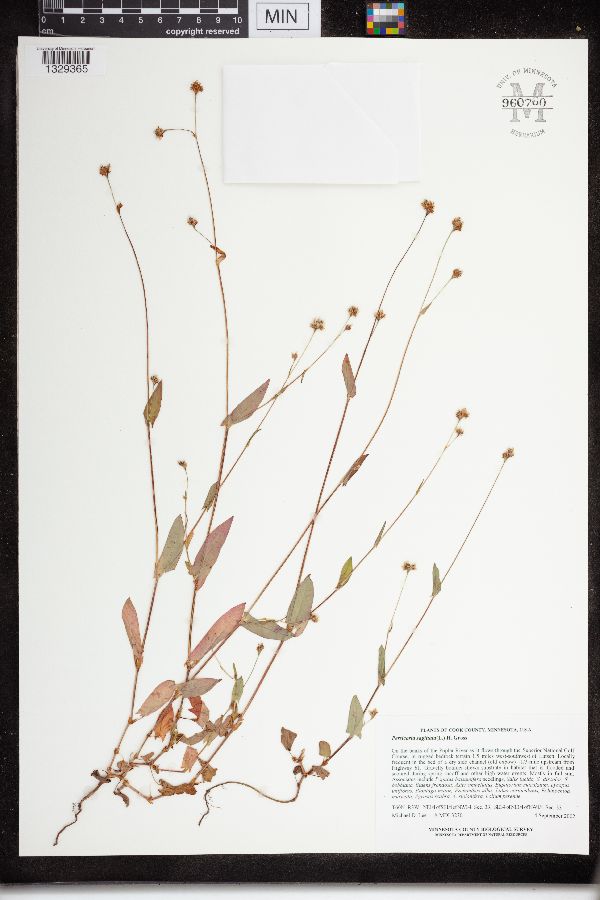 Persicaria sagittata image