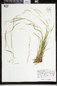 Sphenopholis intermedia image