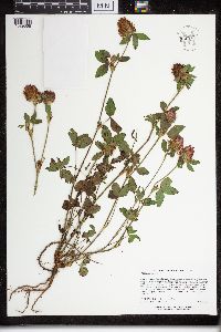 Trifolium pratense image