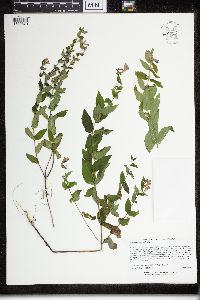 Scutellaria galericulata image