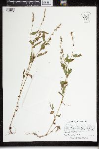 Persicaria punctata image
