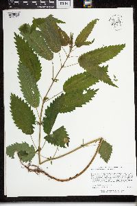 Urtica dioica image