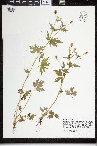 Ranunculus pensylvanicus image