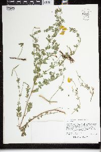 Lotus corniculatus image