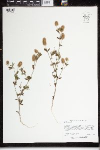 Trifolium arvense image