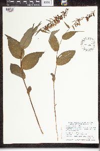 Epipactis helleborine image
