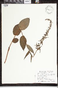 Epipactis helleborine image