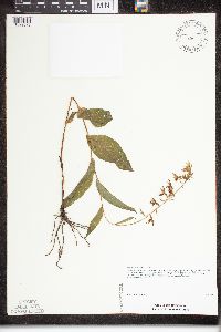 Epipactis helleborine image