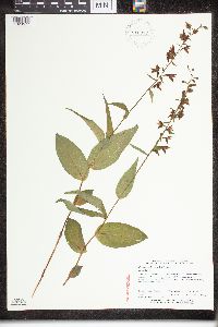 Epipactis helleborine image