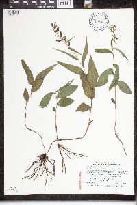 Epipactis helleborine image