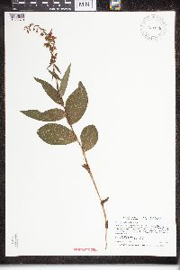 Epipactis helleborine image