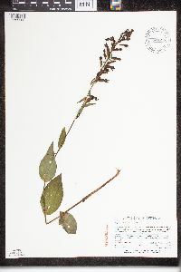Epipactis helleborine image