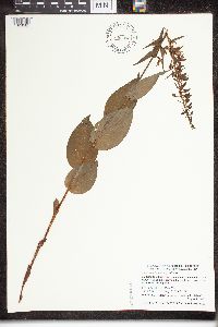 Epipactis helleborine image