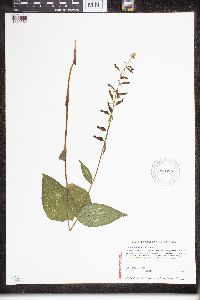 Epipactis helleborine image