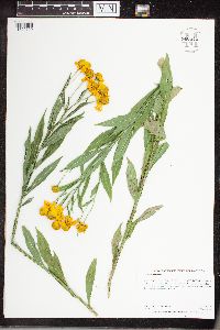 Helenium autumnale image