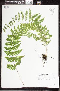 Cystopteris bulbifera image