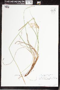 Eriophorum viridicarinatum image