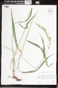 Elymus canadensis image