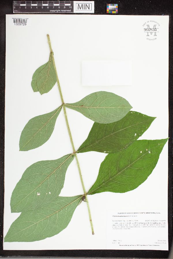 Triosteum aurantiacum image