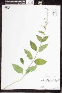 Verbena urticifolia image