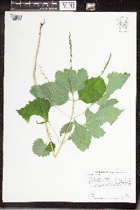 Phryma leptostachya image