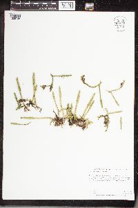 Lycopodiella inundata image