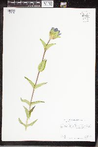 Media resource of Gentiana rubricaulis