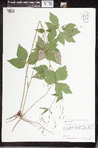 Cryptotaenia canadensis image