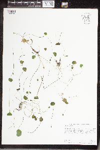 Cardamine pratensis image
