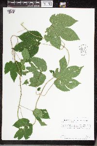Humulus lupulus image