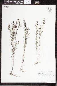 Agalinis tenuifolia image