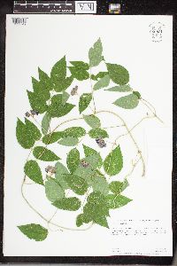 Apios americana image