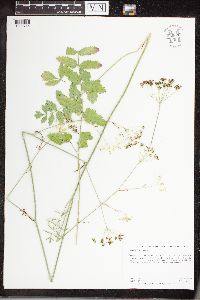 Pimpinella saxifraga image