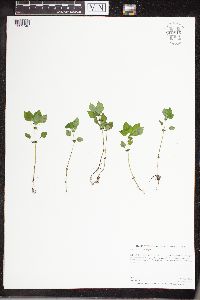 Pilea fontana image