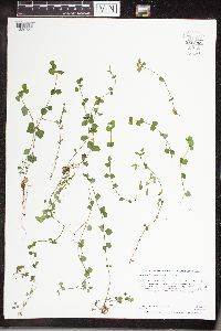 Chrysosplenium americanum image
