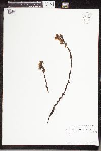 Monotropa hypopitys image